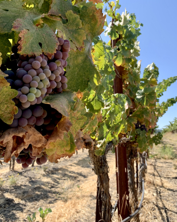 Counoise on the vine Counoise on the vine