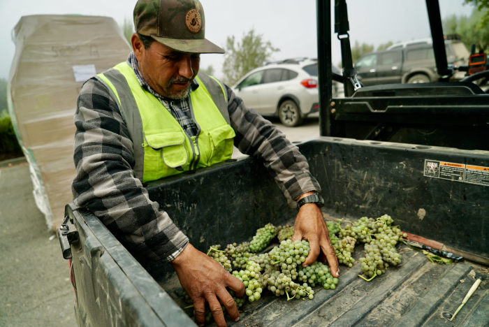 David bringing in Viognier clusters David bringing in Viognier clusters