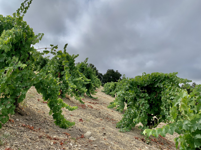 Syrah in the Fog on Scruffy Hill Syrah in the Fog on Scruffy Hill