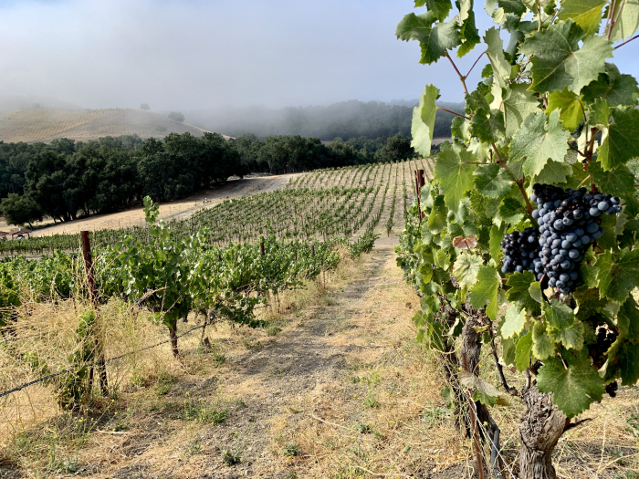 Long View of Mourvedre on Nipple Flat in Harvest Fog Long View of Mourvedre on Nipple Flat in Harvest Fog
