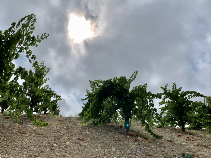 Looking up at Grenache in the Fog on Scruffy Hill Looking up at Grenache in the Fog on Scruffy Hill