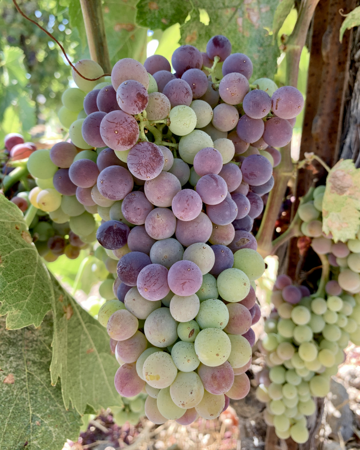 Grenache Head Trained Veraison Grenache Head Trained Veraison