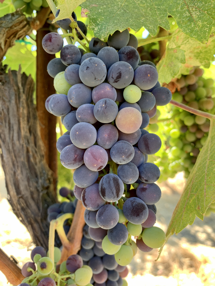 Syrah Vertical Syrah Vertical