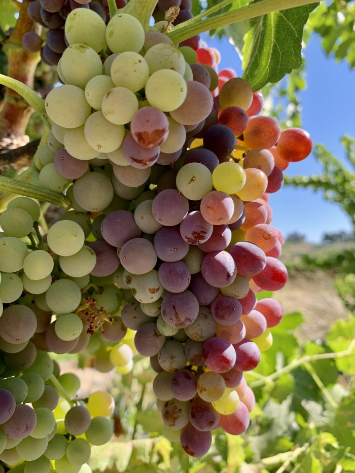 Grenache Head Trained Grenache Head Trained