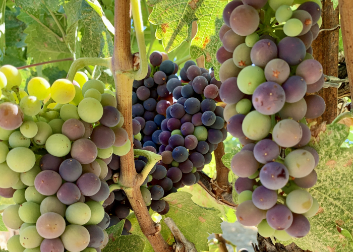 Syrah veraison horizontal Syrah veraison horizontal