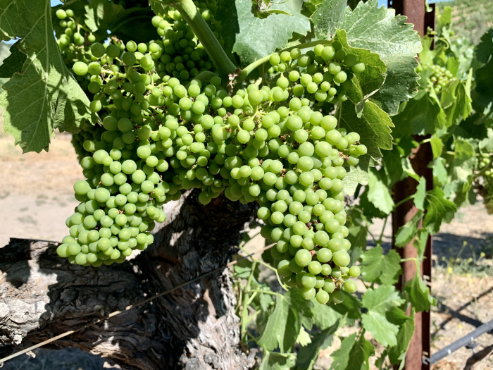 Grenache Clusters Grenache Clusters