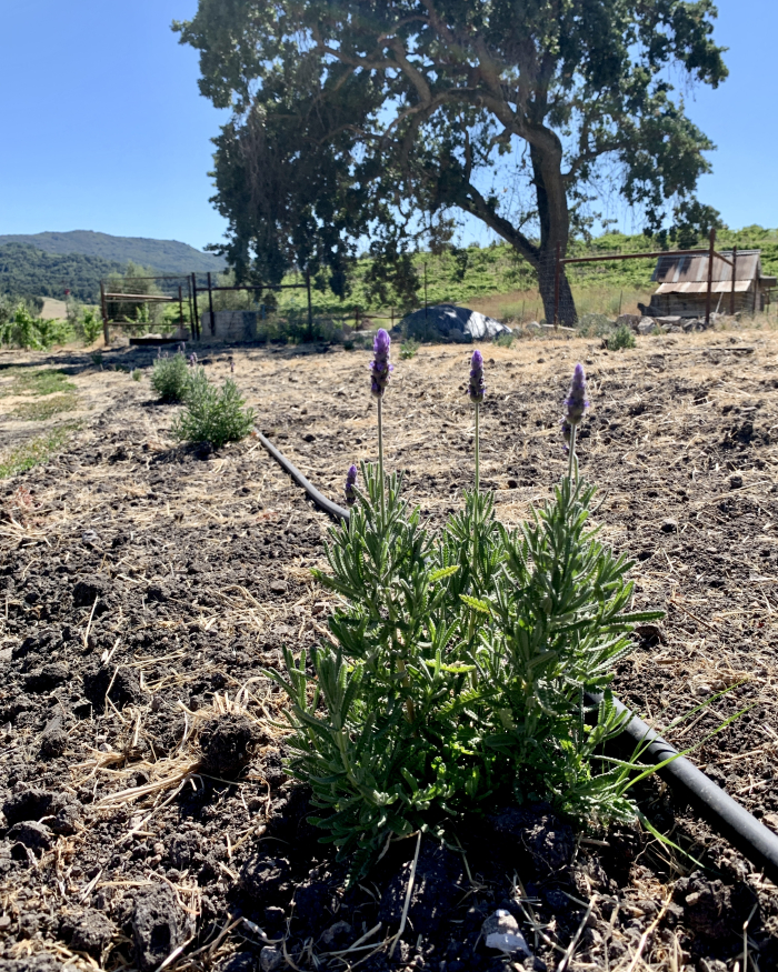 Beneficial insect planting Beneficial insect planting