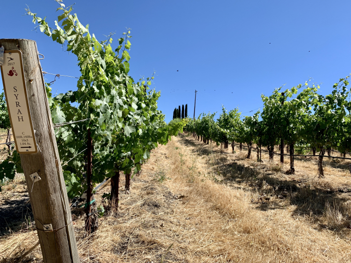 Syrah block Syrah block