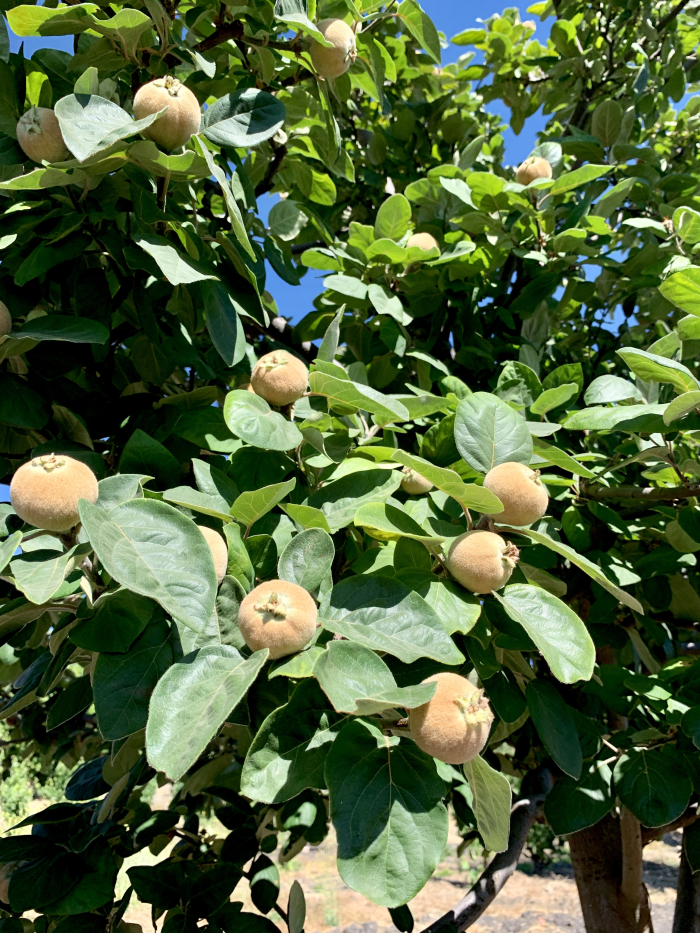 Quince tree Quince tree