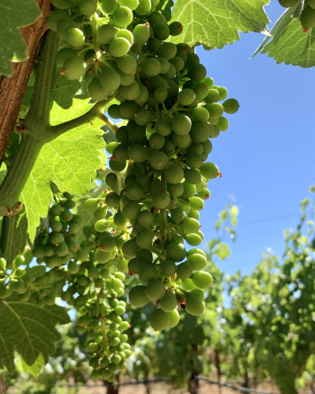 Syrah clusters Syrah clusters