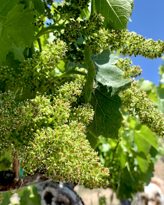 Flowering 2021 - Grenache Flowering 2021 - Grenache