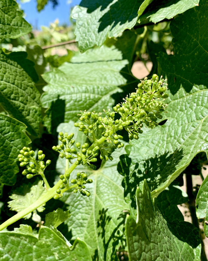 Flowering 2021 - Counoise Flowering 2021 - Counoise