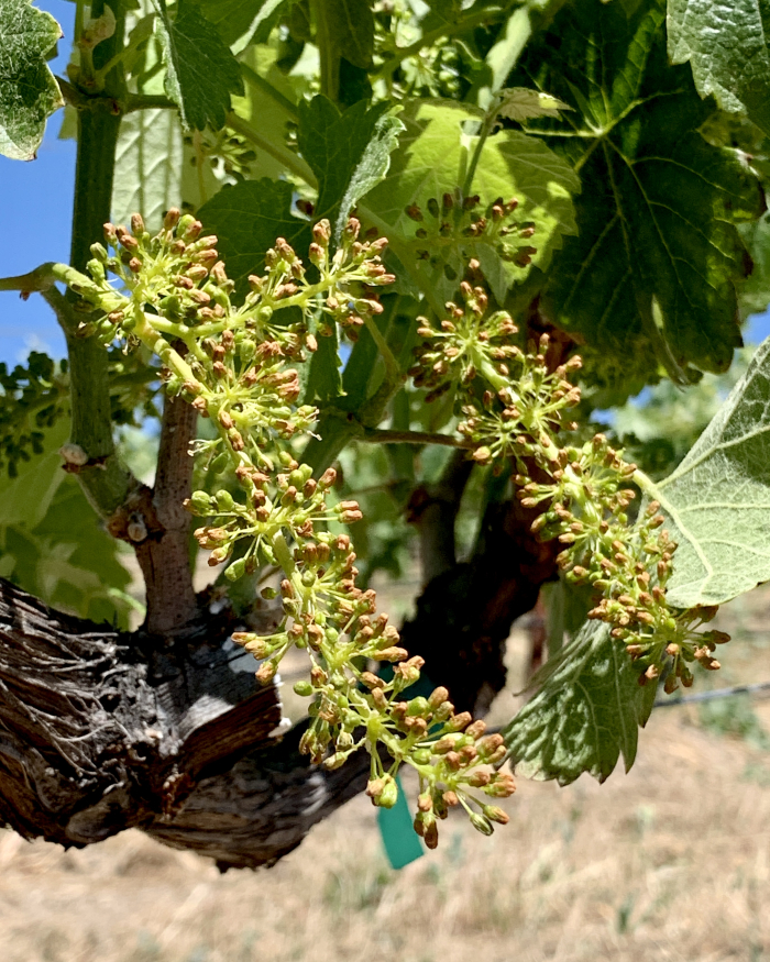 Flowering 2021 - Syrah Flowering 2021 - Syrah