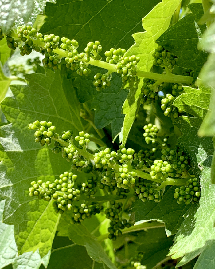 Flowering 2021 - Mourvedre Flowering 2021 - Mourvedre