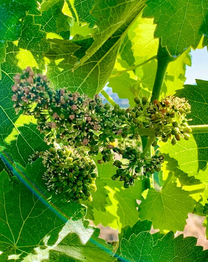 Flowering 2021 Flowering 2021