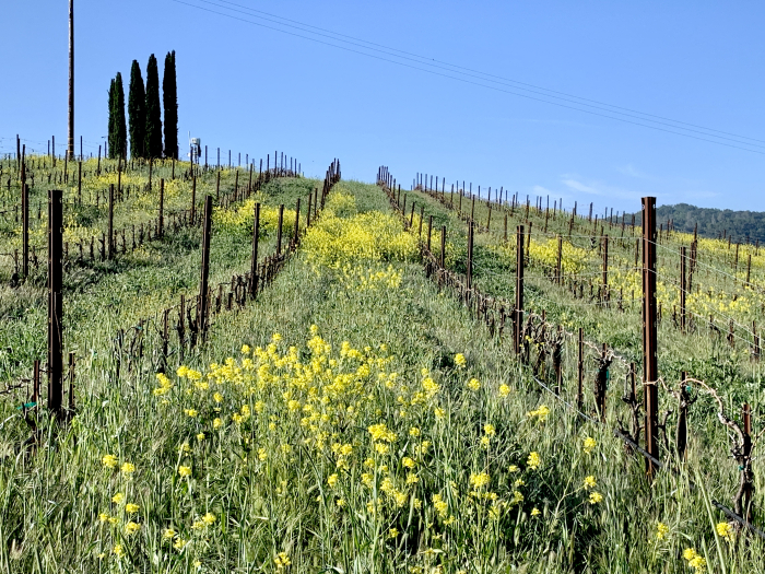 Green April 2021 - Tall cover crop and mustard Green April 2021 - Tall cover crop and mustard