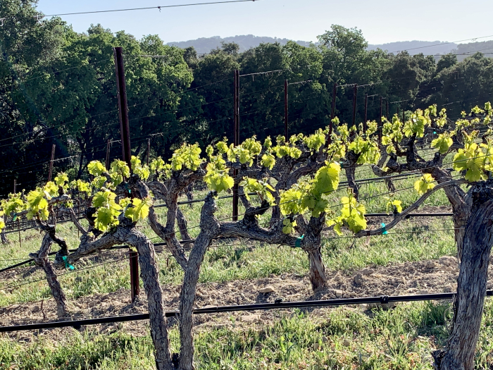 Green April 2021 - New growth Grenache C Green April 2021 - New growth Grenache C