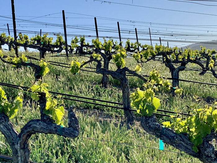 Green April 2021 - New Growth Grenache VF Green April 2021 - New Growth Grenache VF