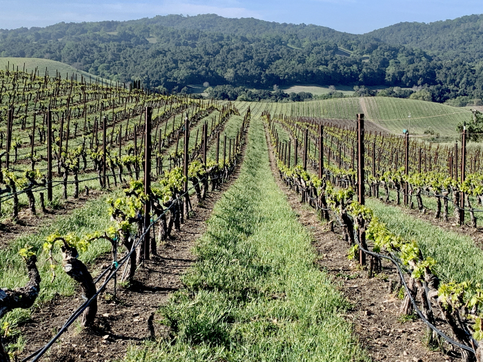 Green April 2021 - Long View in Grenache Green April 2021 - Long View in Grenache