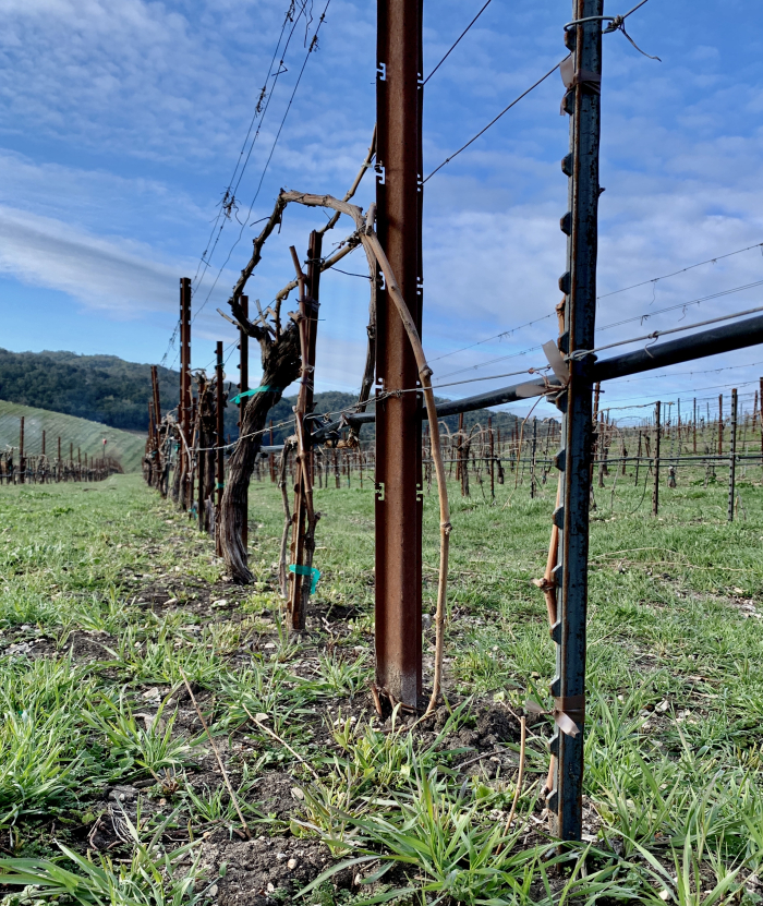 Syrah block - Layering burying Syrah block - Layering burying