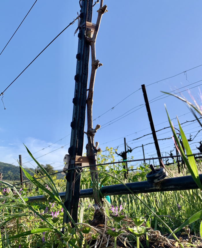 Syrah block layering new growth Syrah block layering new growth