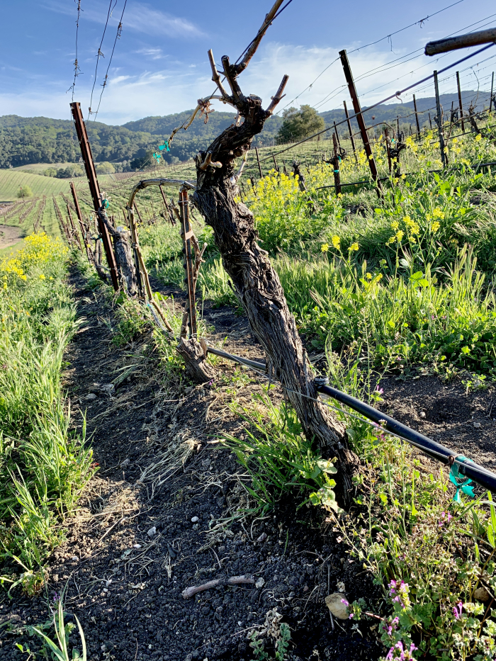 Syrah block - latering sprouting Syrah block - latering sprouting