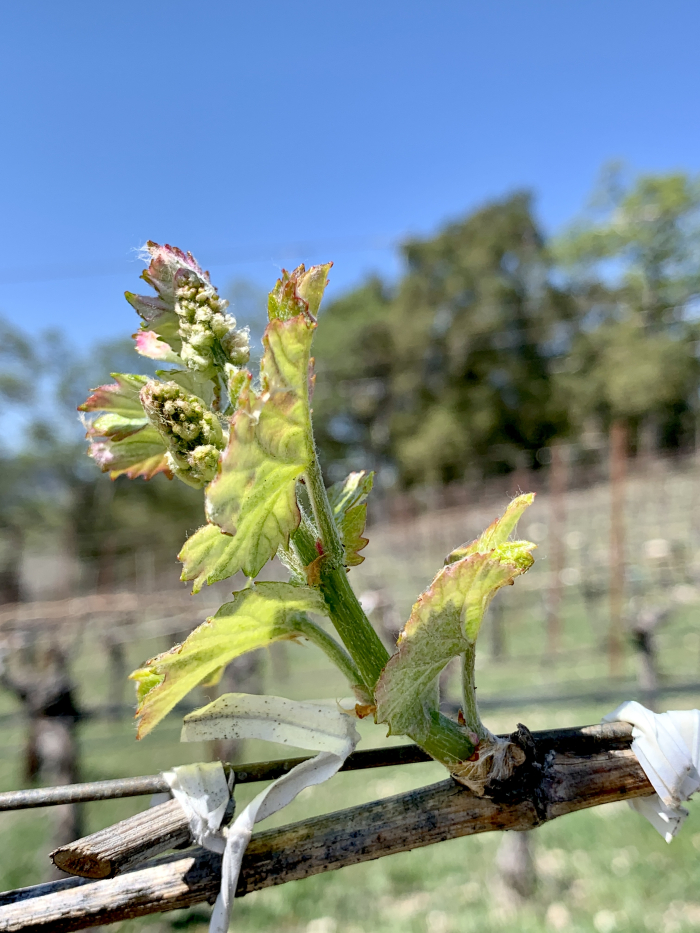 Budbreak 2021 - Viognier Flowerws Budbreak 2021 - Viognier Flowerws
