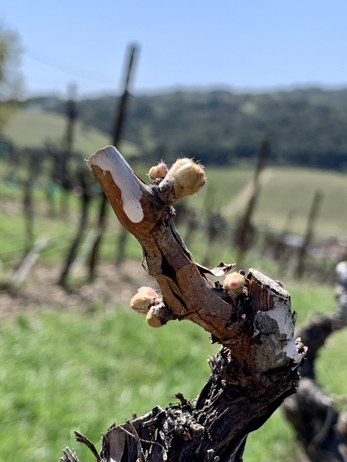 Budbreak 2021 - Counoise Spur Budbreak 2021 - Counoise Spur