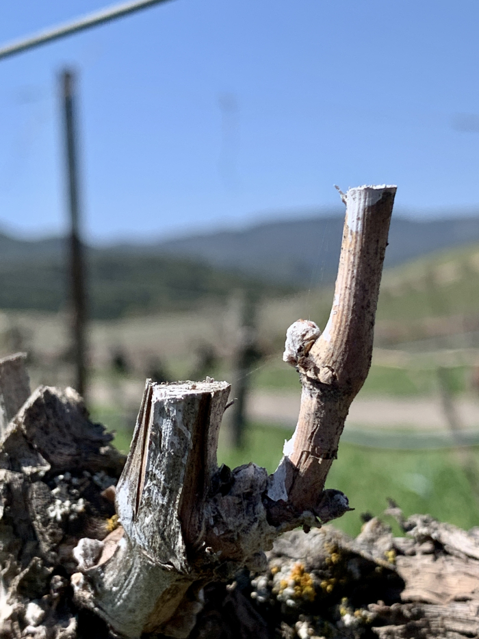 Budbreak 2021 - Roussanne Budbreak 2021 - Roussanne