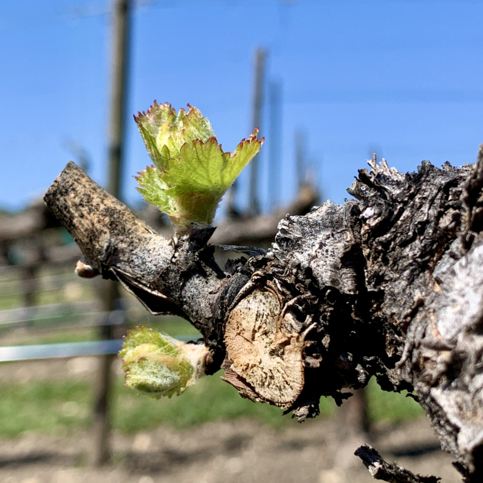 Budbreak 2021 - Grenache Budbreak 2021 - Grenache