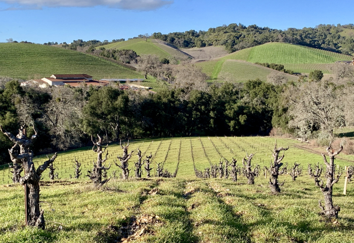 Green Scruffy Hill February 2019 Green Scruffy Hill February 2019
