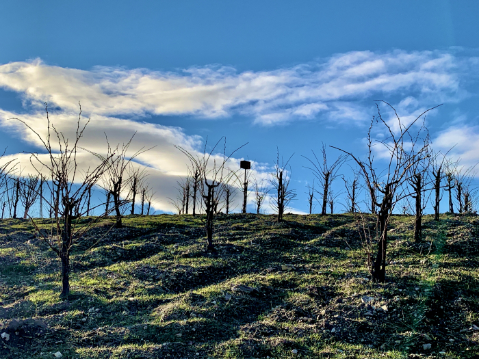 Head trained vines with yeomans plow lines Head trained vines with yeomans plow lines