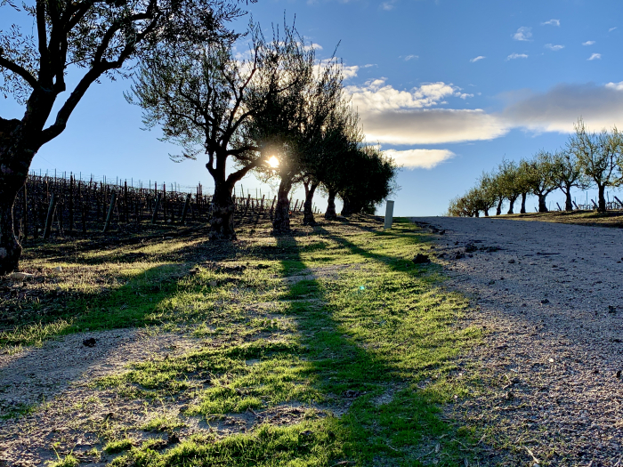 Sunset Olive Trees and New Green Sunset Olive Trees and New Green