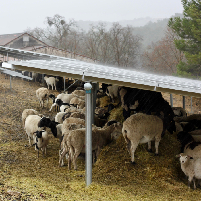 Sheep huddling under solar panels in storm Sheep huddling under solar panels in storm
