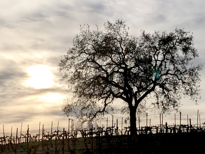 Eli - Oak tree in with winter clouds Eli - Oak tree in with winter clouds