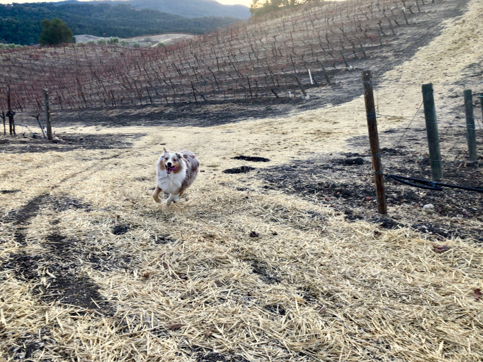 Eli - Sadie running Eli - Sadie running