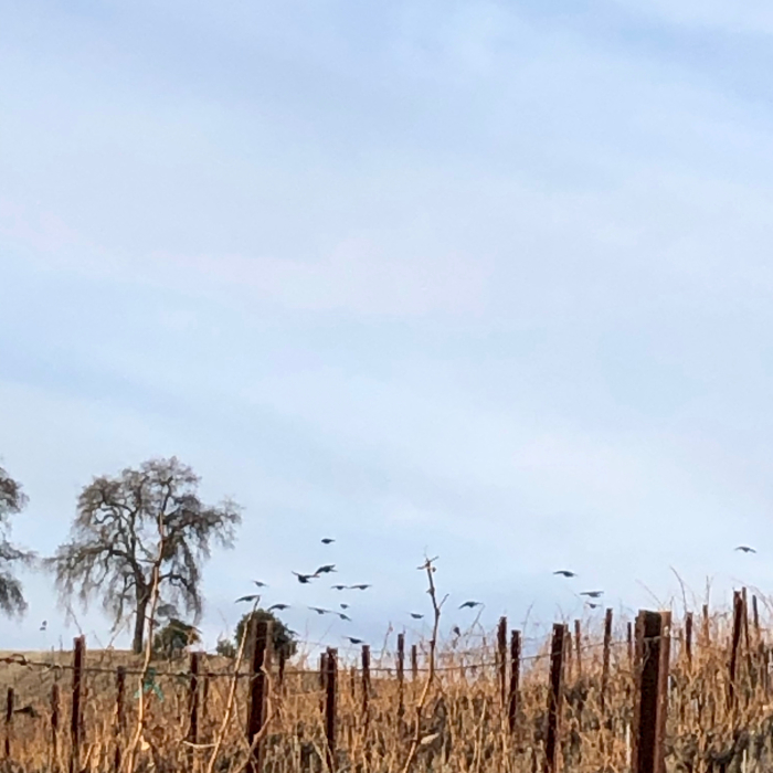 Eli - Birds over vines Eli - Birds over vines