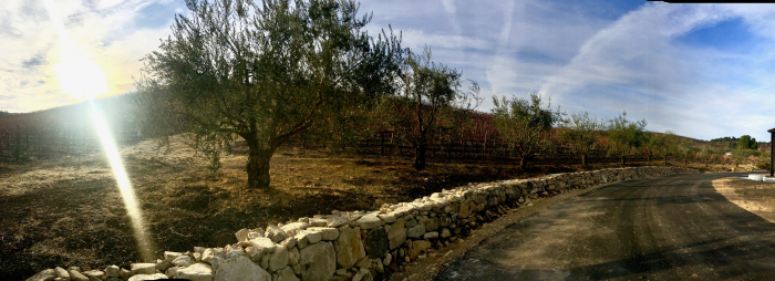 Seb - Panoramic with olive trees Seb - Panoramic with olive trees