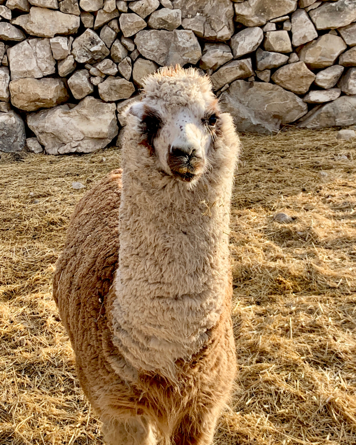 Paco January 2021 Paco January 2021