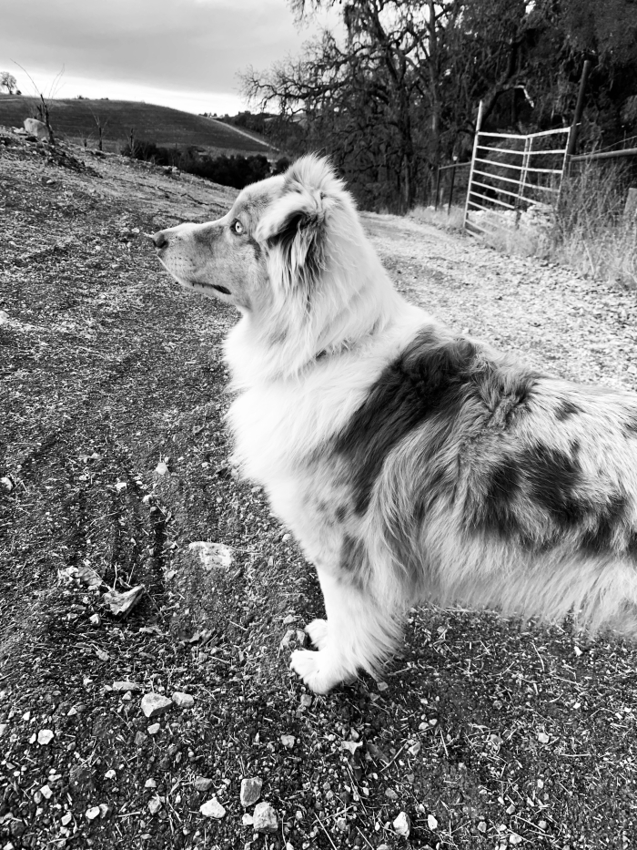 Meghan - Sadie B&W Meghan - Sadie B&W