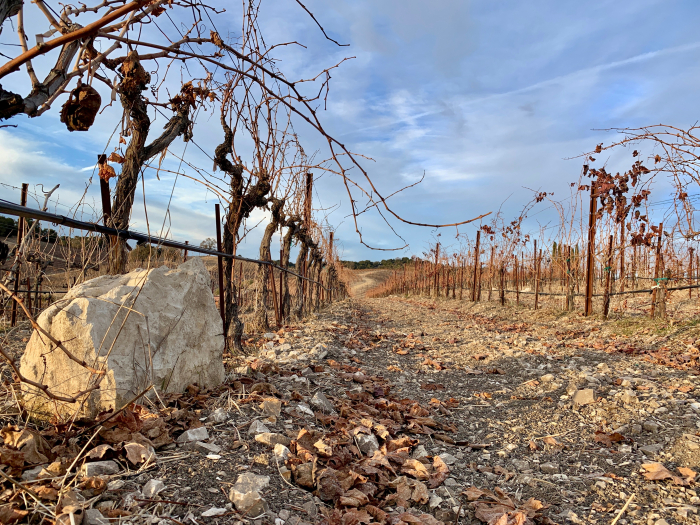Unpruned Roussanne vines and limestone rock Unpruned Roussanne vines and limestone rock