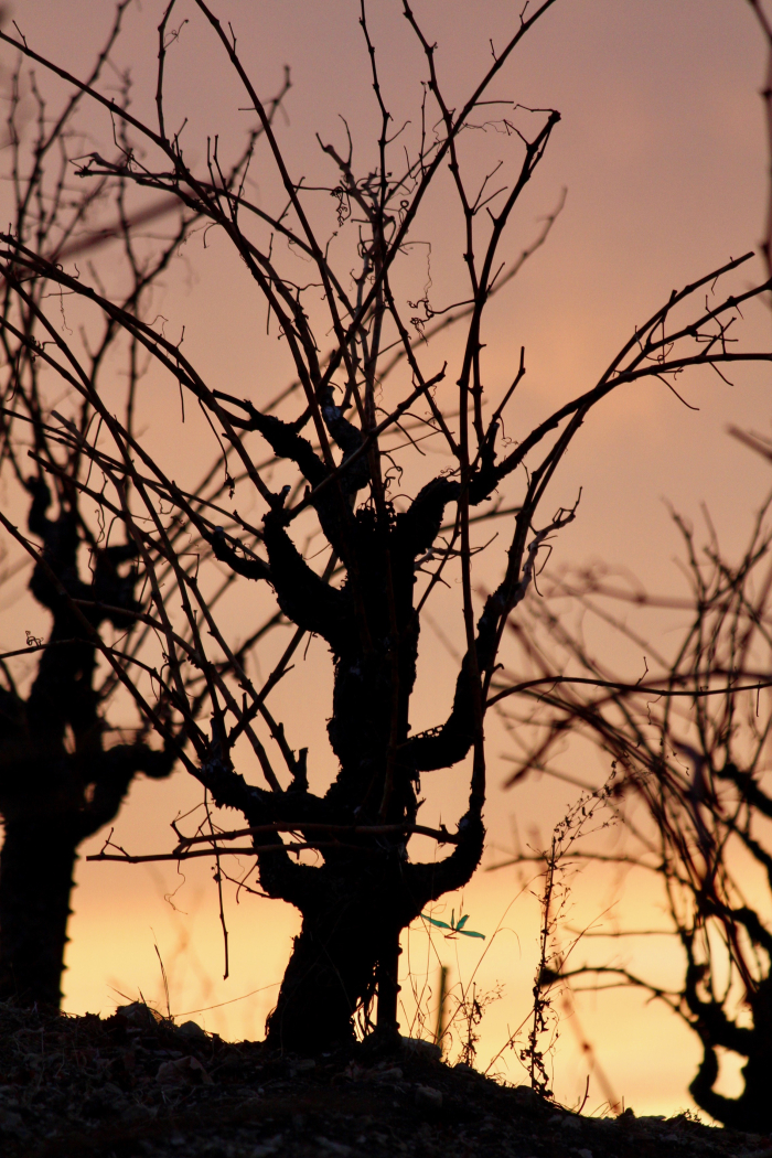 Grenache vine on Scruffy Hill at Sunset Grenache vine on Scruffy Hill at Sunset