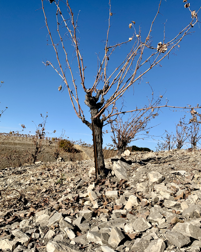 Head Trained Mourvedre Vine in Late Fall Head Trained Mourvedre Vine in Late Fall