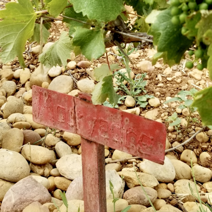 Old Mourvedre sign at Beaucastel Square Old Mourvedre sign at Beaucastel Square