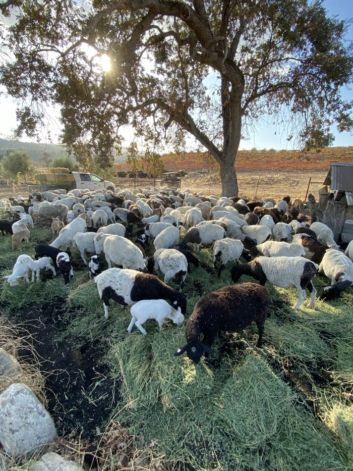 Biochar - Grazing sheep Biochar - Grazing sheep