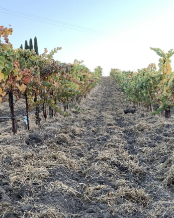 Syrah rows before frost cropped Syrah rows before frost cropped