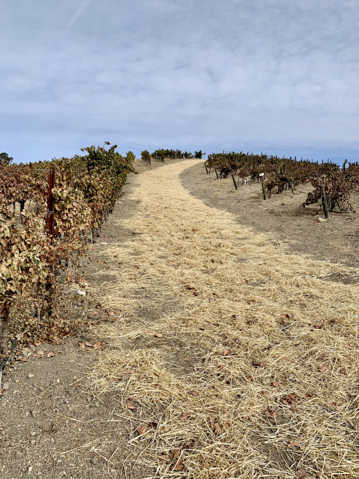 Straw on vineyard road Straw on vineyard road