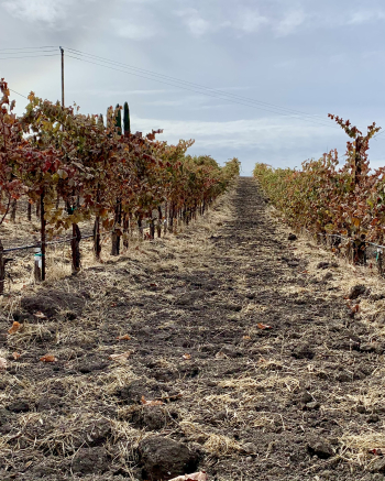 Syrah rows after frost cropped Syrah rows after frost cropped