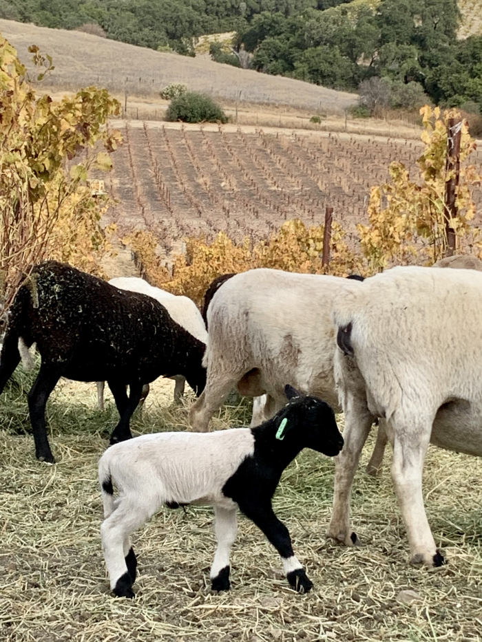 First lamb of 2020 First lamb of 2020