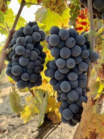 Mourvedre clusters Mourvedre clusters
